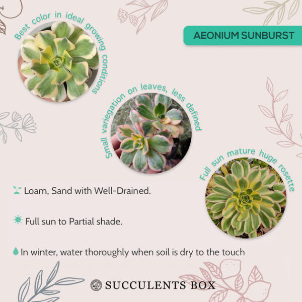 Aeonium Sunburst Copper Pinwheel - Image 8
