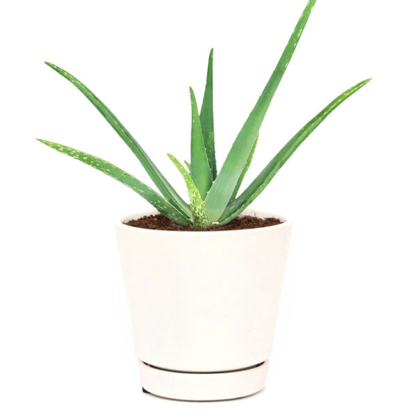Aloe Vera - Image 6
