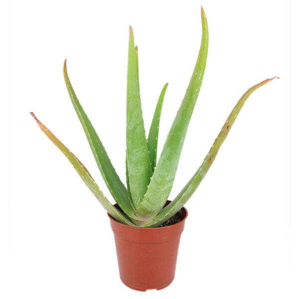 Aloe Vera - Image 2