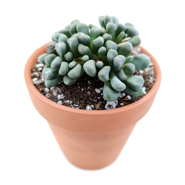 Aloinopsis Schooneesii Cactus - Image 2