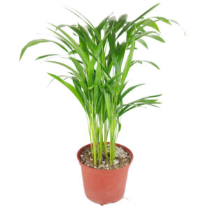 Areca Palm