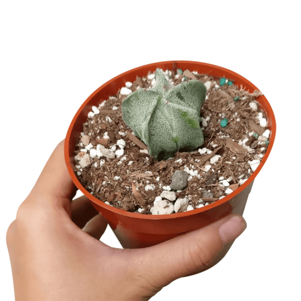 Bishop's Cap Cactus Astrophytum Myriostigma - Image 3
