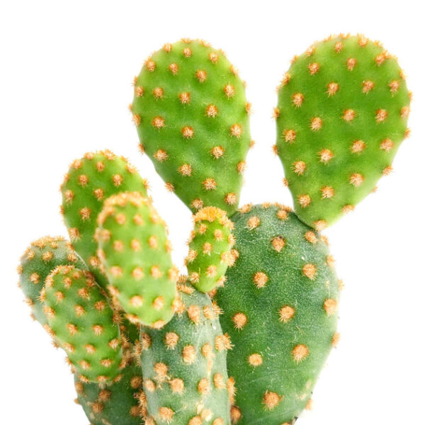 Opuntia Rufida Minima Cinnamon Cactus - Image 2