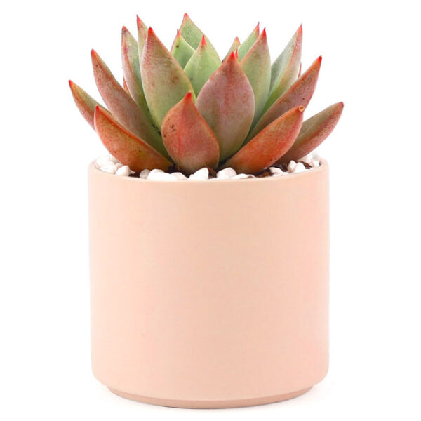 Coral Modern Cylinder Pot - Image 2