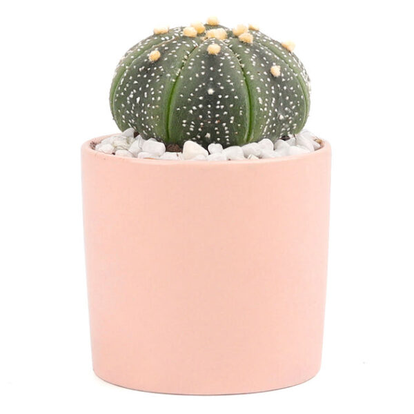 Coral Modern Cylinder Pot - Image 6