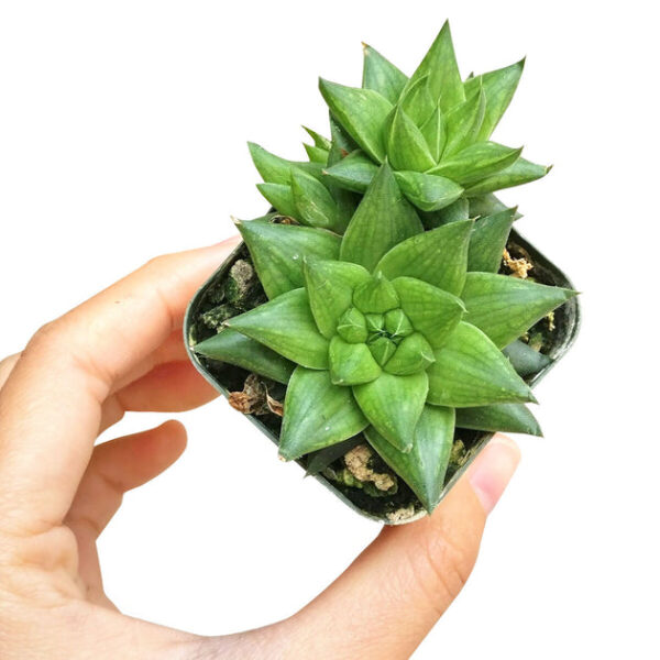 Haworthia Batesiana Succulent - Image 2