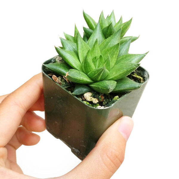 Haworthia Batesiana Succulent - Image 3