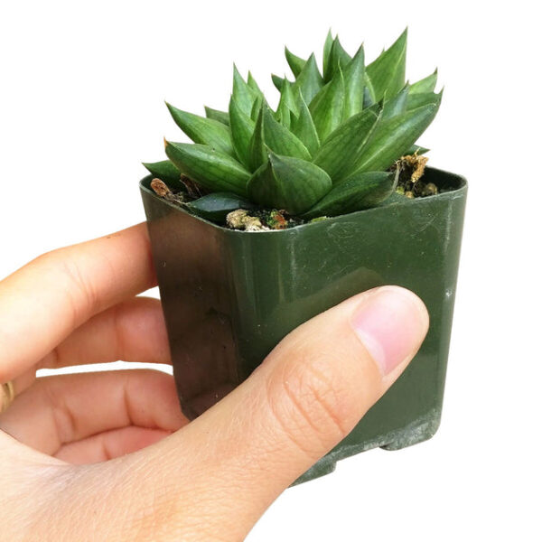 Haworthia Batesiana Succulent - Image 4