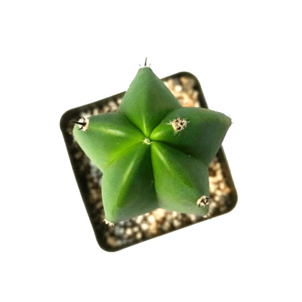 Blue Candle CACTUS - Image 3