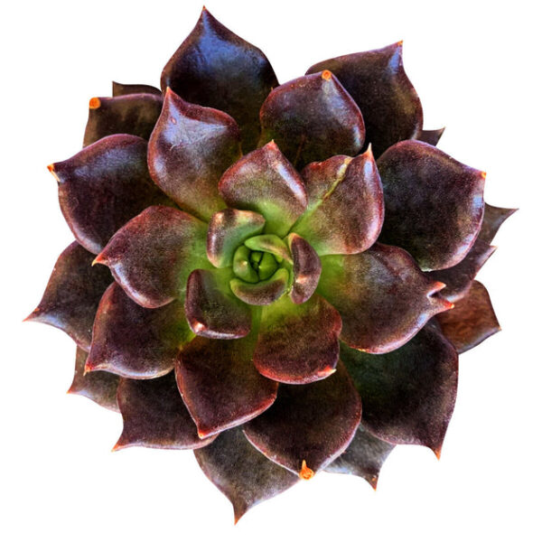Echeveria Black Prince - Image 2