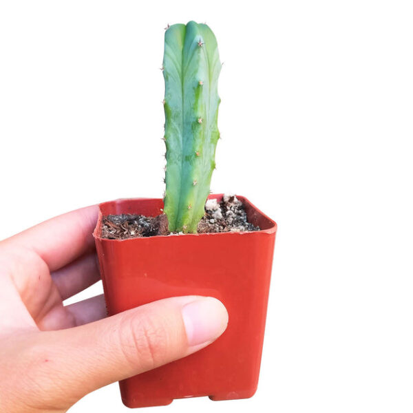 Blue Candle CACTUS - Image 4