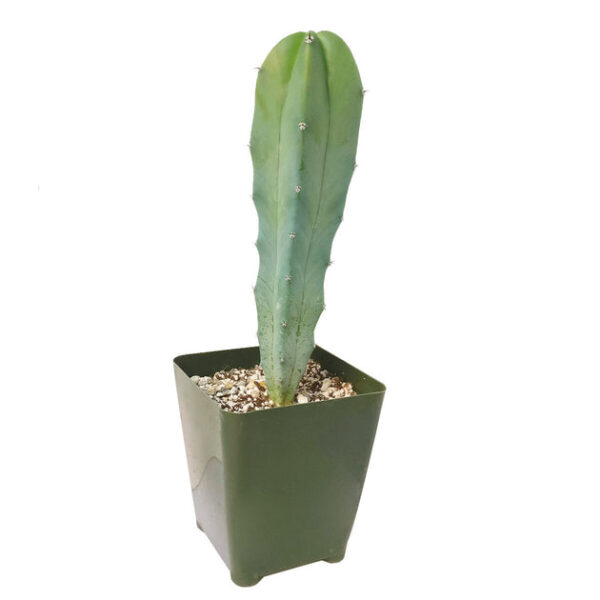 Blue Candle CACTUS - Image 5