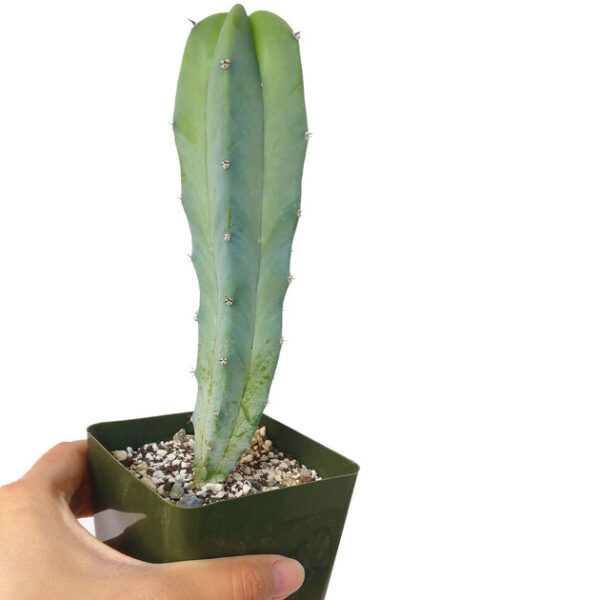 Blue Candle CACTUS - Image 6