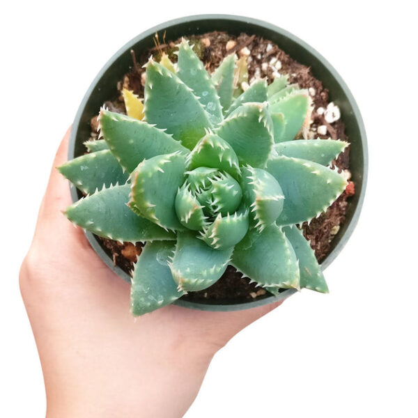 Aloe Brevifolia Short-leaved Aloe - Image 3