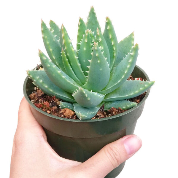 Aloe Brevifolia Short-leaved Aloe - Image 4