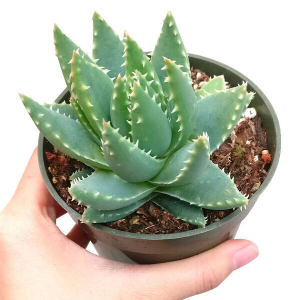 Aloe Brevifolia Short-leaved Aloe - Image 2