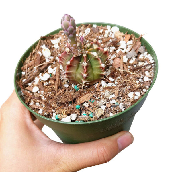 Britton And Rose Cactus - Image 5