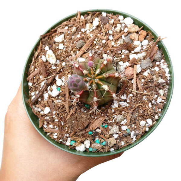 Britton And Rose Cactus - Image 6
