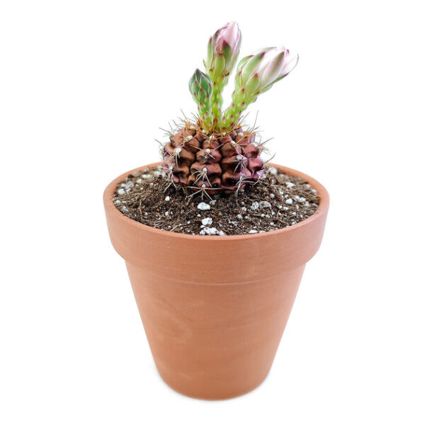 Britton And Rose Cactus - Image 4