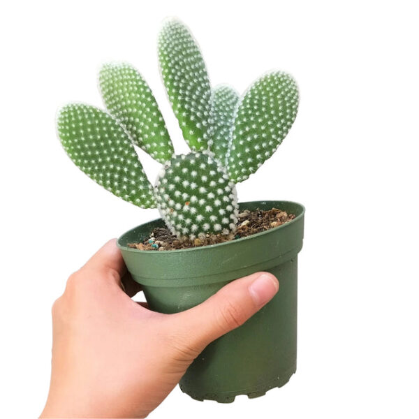 Bunny Ear Cactus - Image 8
