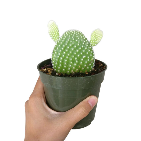 Bunny Ear Cactus - Image 9