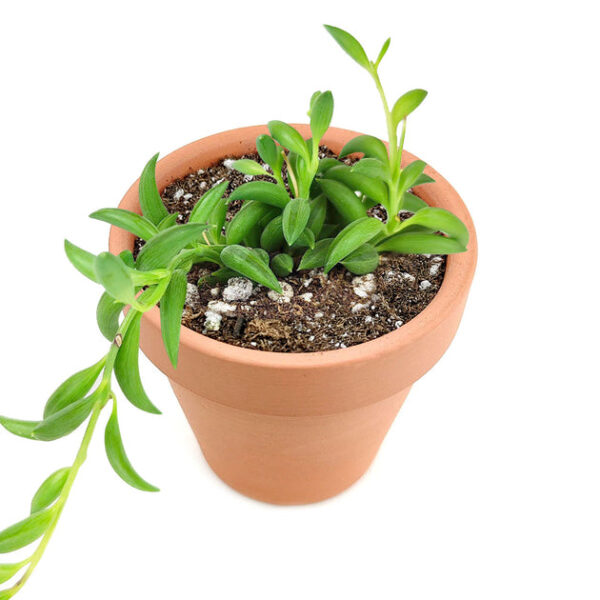 Senecio String of Bananas - Image 4