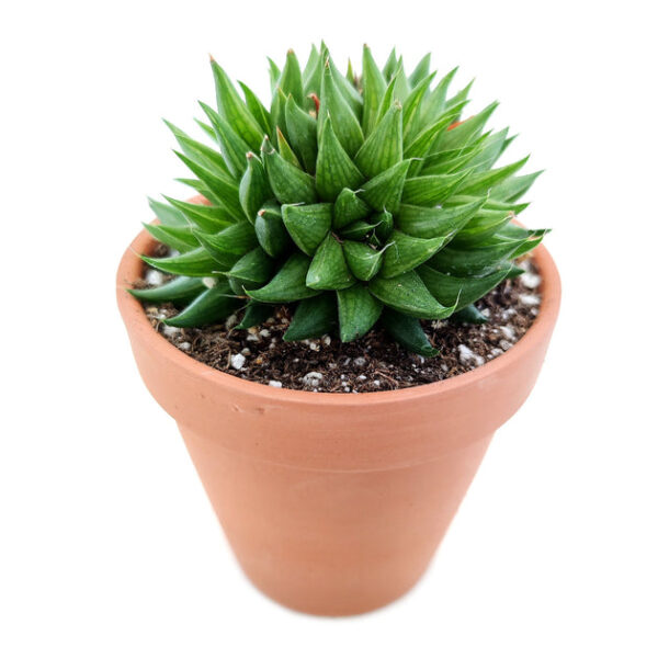 Haworthia Batesiana Succulent - Image 6