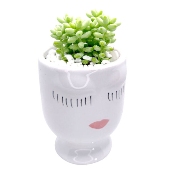 Beauty Pot Large Size - Image 5
