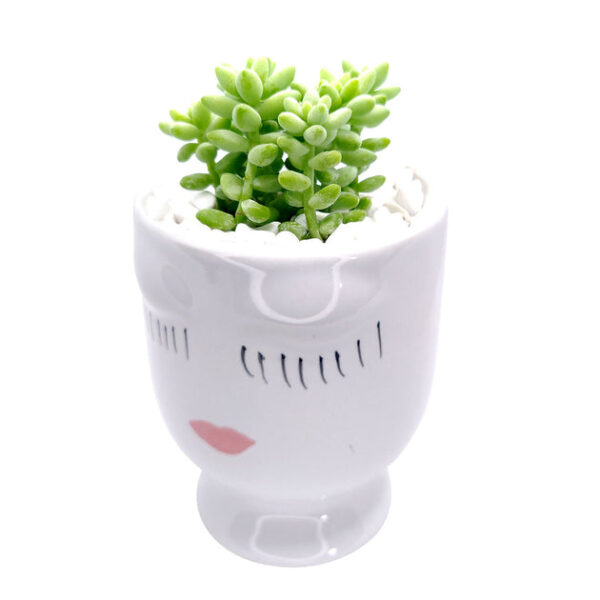 Beauty Pot Large Size - Image 6