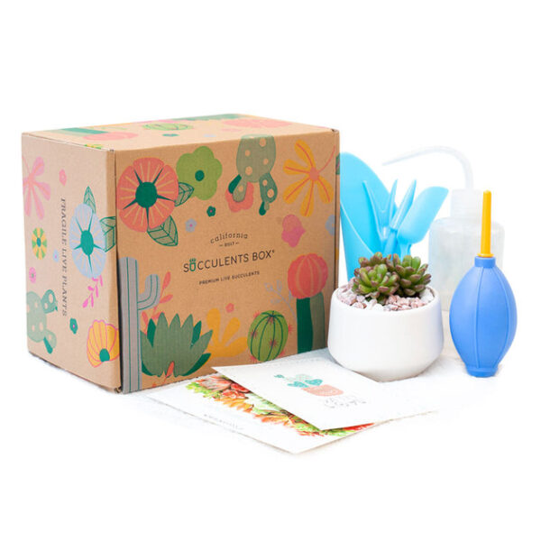 Succulent Beginner Kit Gift Box - Image 9