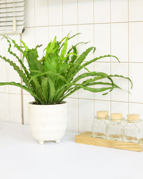 Bird's Nest Fern - Image 7