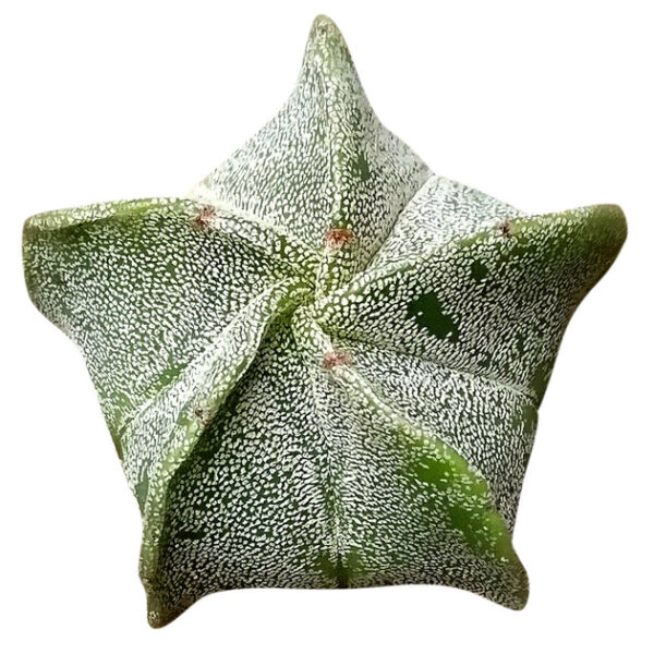 Bishop's Cap Cactus Astrophytum Myriostigma - Image 2