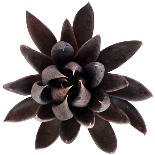 Echeveria Black Knight - Image 3