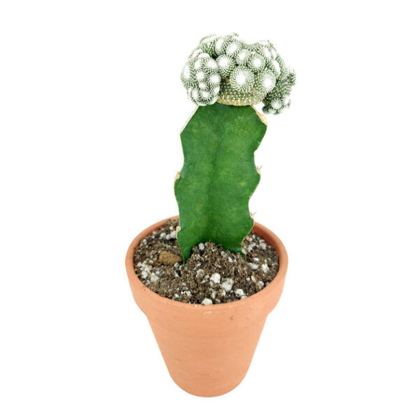 Blossfeldia Cactus - Image 5