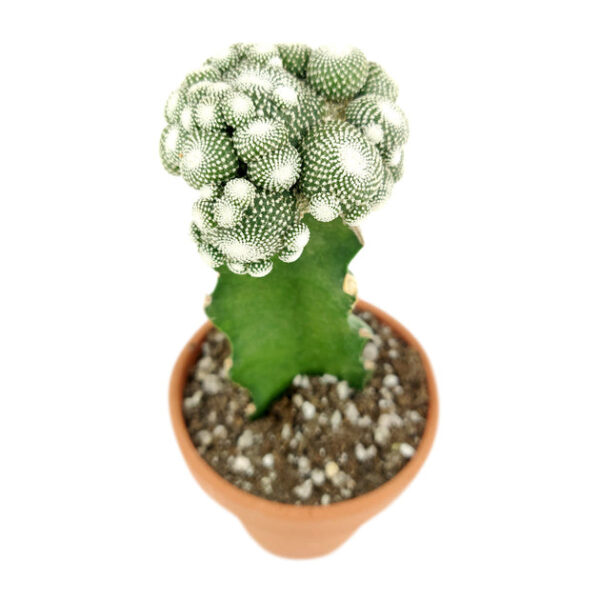 Blossfeldia Cactus - Image 4