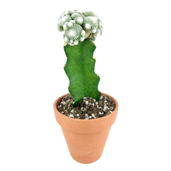 Blossfeldia Cactus - Image 2
