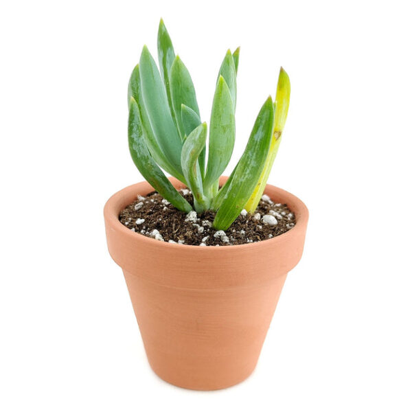 Senecio Blue Chalk Sticks - Image 6