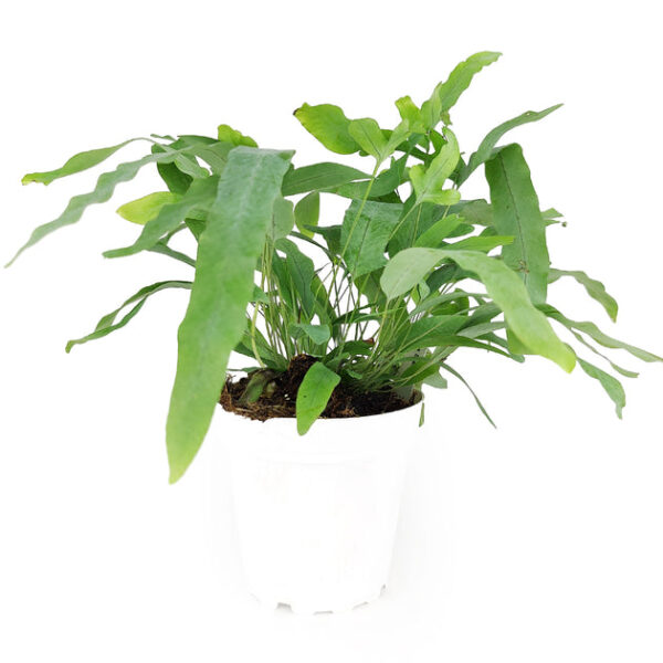 Blue Star Fern - Image 3