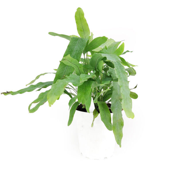 Blue Star Fern - Image 4