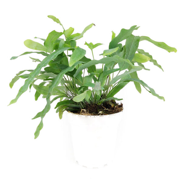 Blue Star Fern - Image 2