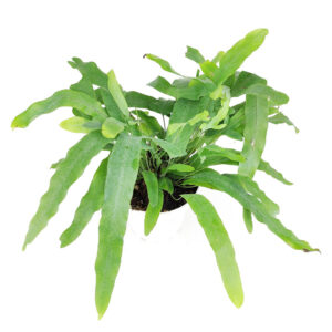 Blue Star Fern