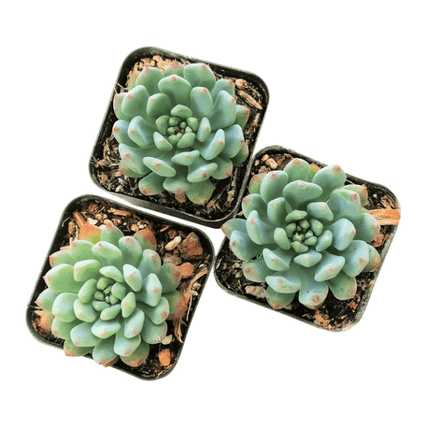 Sedeveria Blue Elf Echeveria x Sedum - Image 7