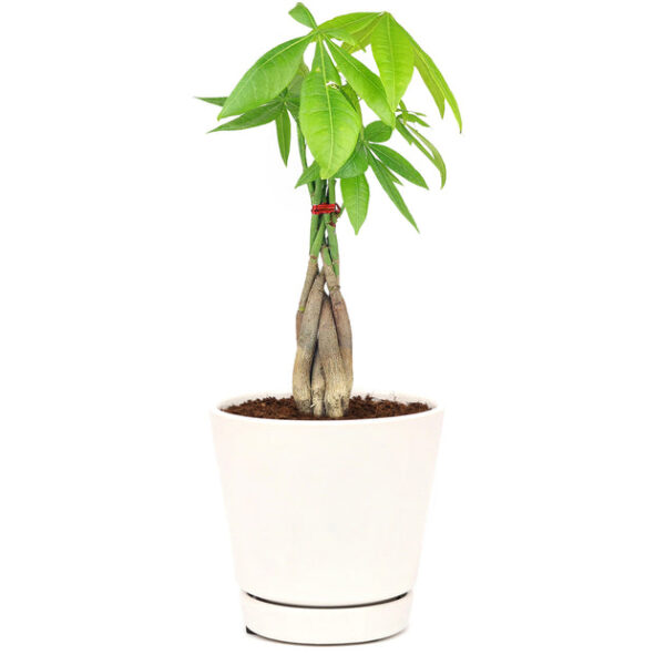 Braided Pachira Stump Money Tree - Image 6