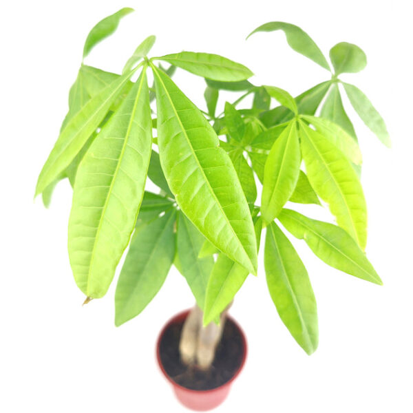 Braided Pachira Stump Money Tree - Image 4