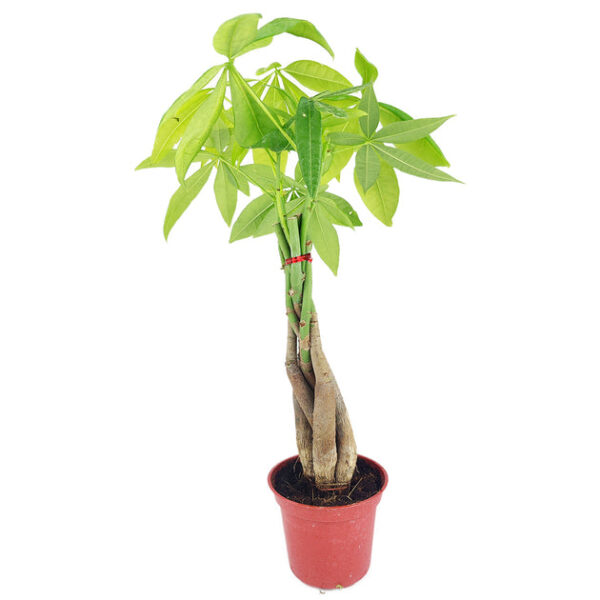 Braided Pachira Stump Money Tree - Image 5