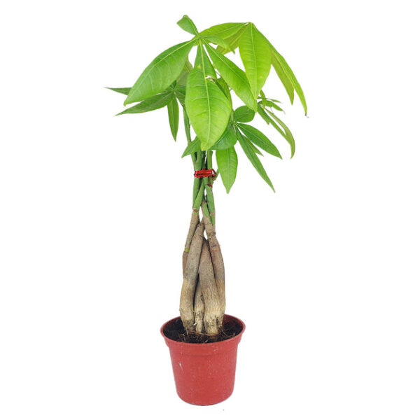 Braided Pachira Stump Money Tree - Image 3