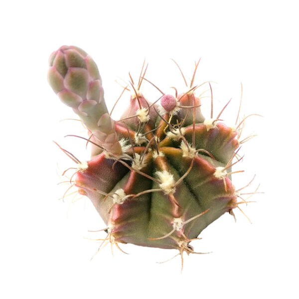 Britton And Rose Cactus - Image 3