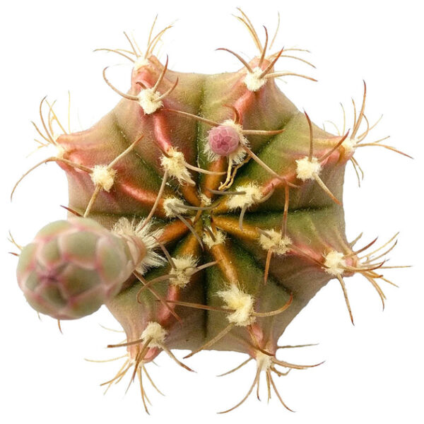 Britton And Rose Cactus - Image 2