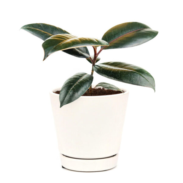 Burgundy Rubber Plant - Image 7