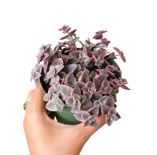 Calico Kitten Crassula - Image 6
